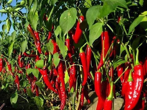 甲状腺|甲状腺结节不能吃“白萝卜”?医生:若想消散结节,4物尽量少碰