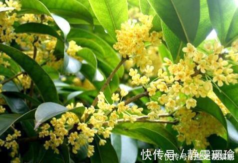 新手|想要桂花长得快,开花多,只需1个简单“动作”,新手也能做好!