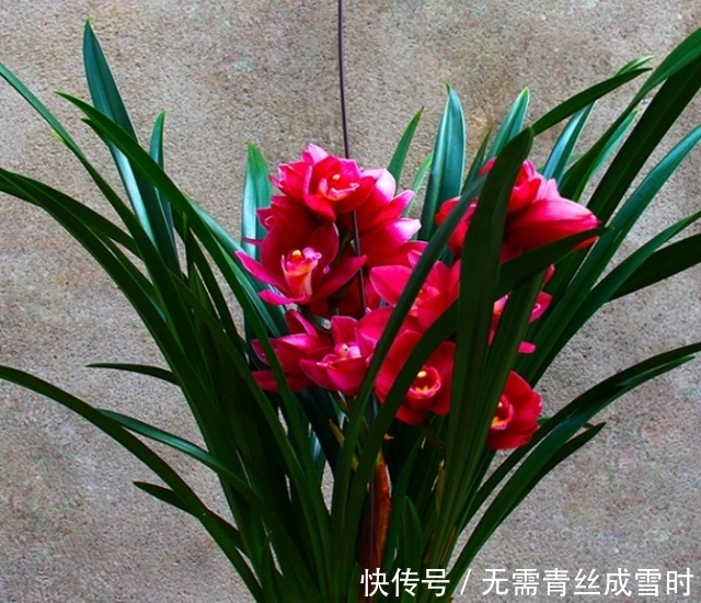 希望长期有花赏?试试这款兰花,花大色艳且香味浓,新手照样能养