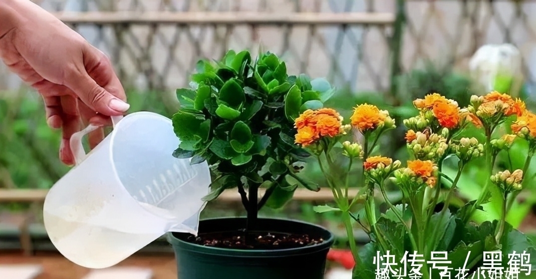 花多多2号|花市上的长寿花满头花苞?原来有“猫腻”,咱也学一学