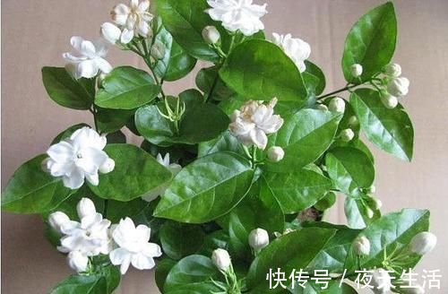 落花|茉莉花有“3怕”，不知情的话，就会黄叶和落花，您别忽视