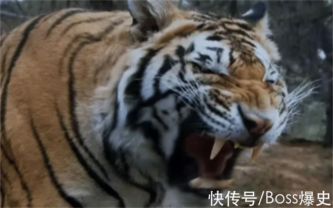 武松打虎#丁海峰拍武松打虎时:我万一被吃了咋办?张纪中:买了10万的保险