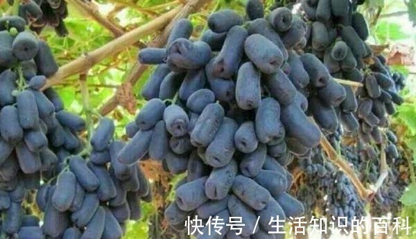 蓝宝石|有院子的朋友，不要错过这种果树，不怕旱不怕晒，好吃又营养！
