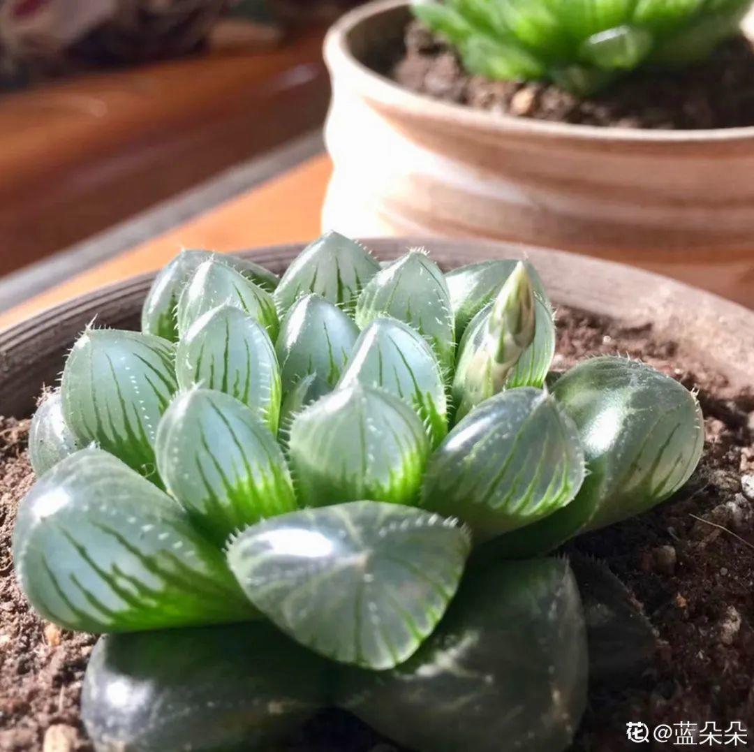 干枯|10种花特怕晒,越晒越黄叶,搬阴凉地儿才能活!