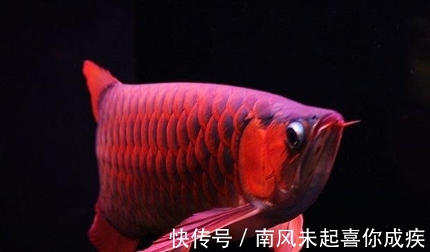 据说这是最贵的鱼,一条能抵一栋别墅,光是吃的就要300万!