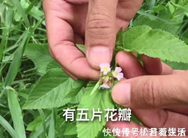 根叶|玉米地里长了一种天然“皮炎平”,专治各种皮肤病,遇到请珍惜!