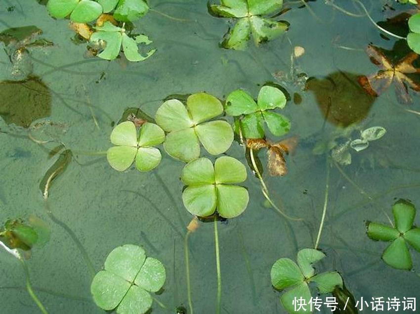 描写|新鲜植物也可以用来祭祀,诗经中的这位女子,就在为这件事忙碌着