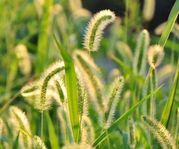 默默无闻的狗尾巴草，泡水喝竟有4个神奇功效，男女老少离不开！