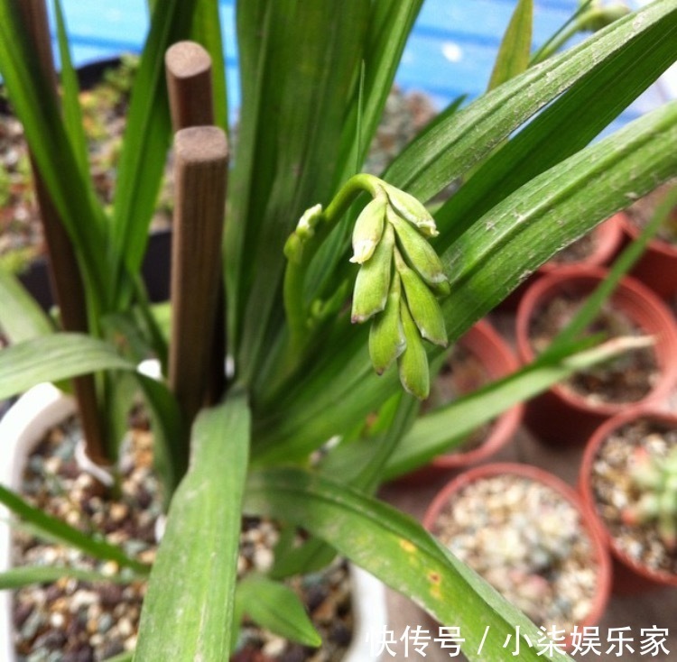 1种花“了不起”，秋天上盆，冬天花朵“爆盆”，比香水好闻10倍