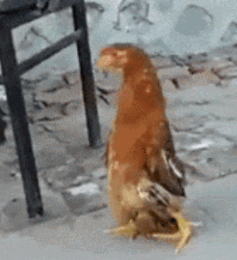 |搞笑GIF:看着不像意外的一出交通意外,给面包车量身定做的吧!