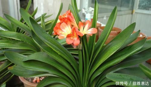 养君子兰有3忌,避开不黄叶不烂根,猛窜大白根,呼呼冒花箭