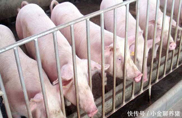 喘气|猪支原体肺炎用什么药?猪咳嗽喘气频发,该如何预防?