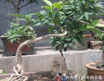 张大爷把桂花盆景养开花了,真是太吸引眼球了,一问竟是这样养