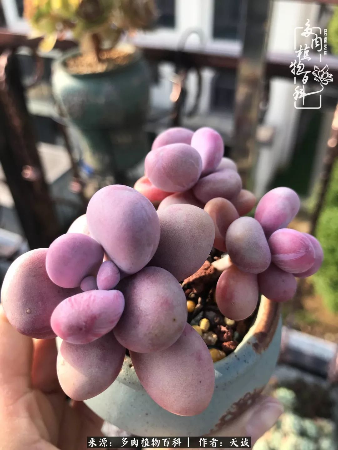 吃饱喝足,包邮区的多肉养精蓄锐准备渡劫!