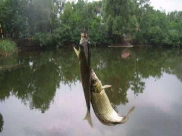 小伙河边钓鱼,发现钓上的鱼不对劲,小伙瞧了一下鱼鳞,赶快放生