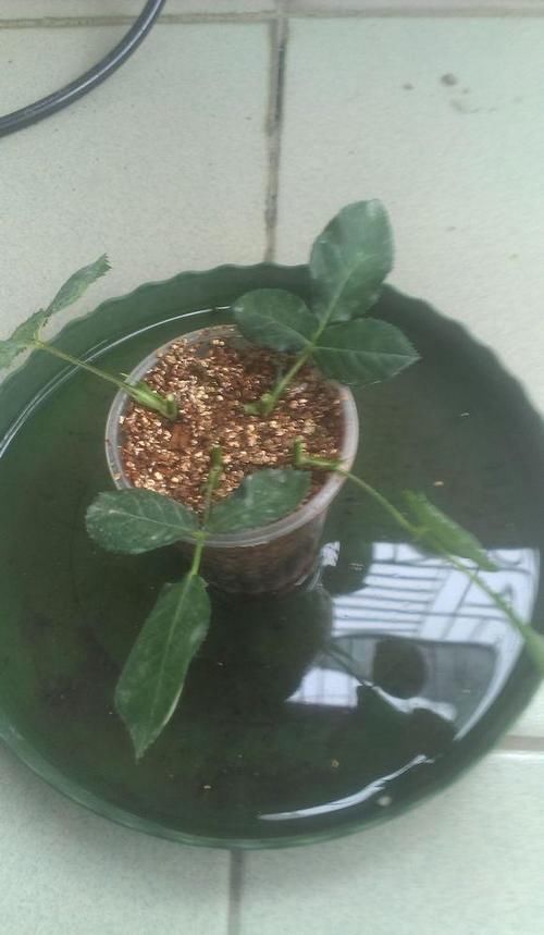 繁殖|月季花什么时候可以扦插?花农是怎样繁殖月季花的?