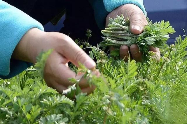 清明时节，不负春光！来滨州踏青赏花吧！