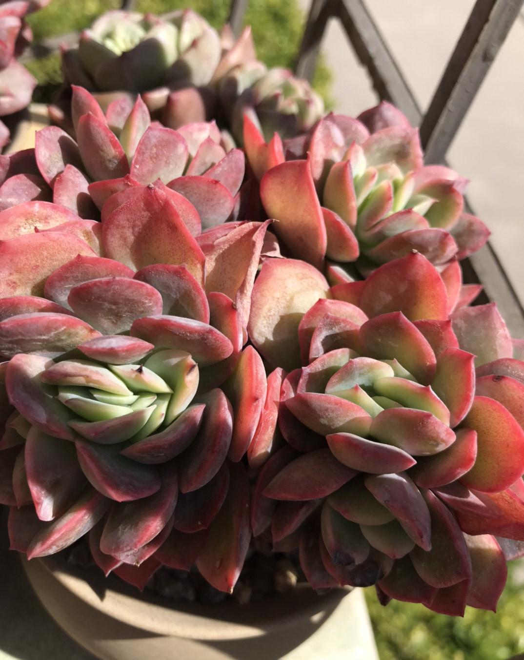 这“三多肉”是缀化小能手,无需掐剪,就能“密密麻麻”蹿满芽