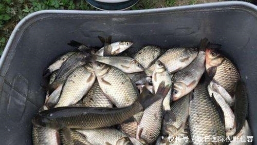 神经素|老钓友摸索出来的“天然饵料”,对大鲤鱼有奇效!