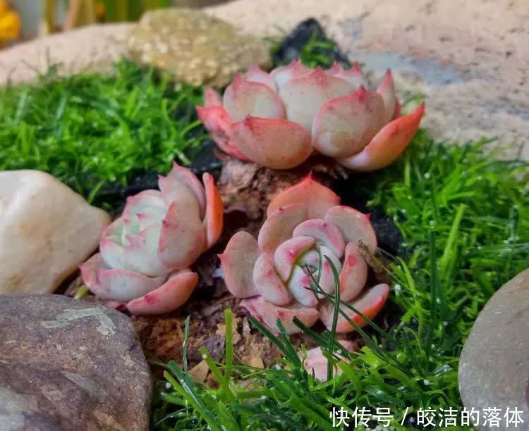 如莲似花,美好心情由你而始!