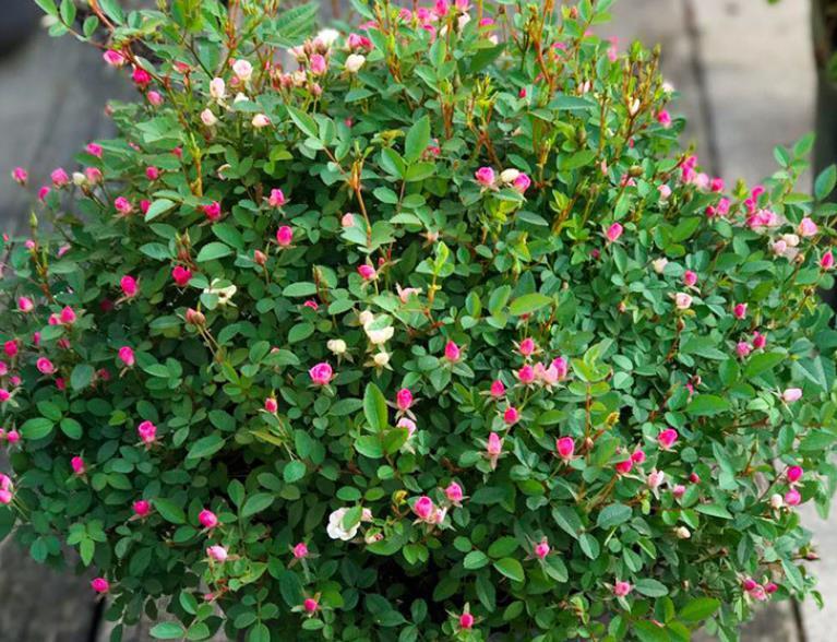 植株不过30公分,多季节重复开花,网红“超微月季”是啥品种?