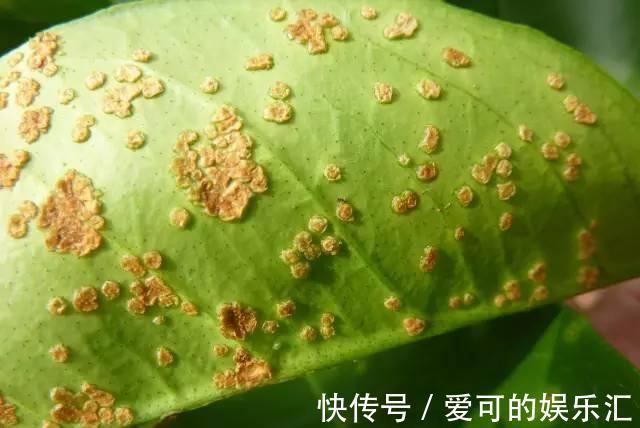 还在为花卉盆栽常见的几种病害烦恼，有了它，轻松解决一切问题