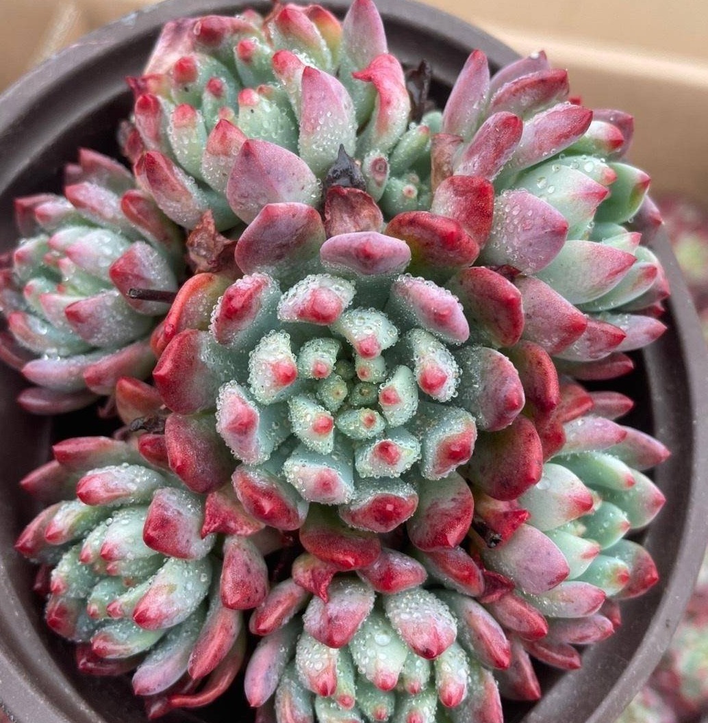 开春养多肉,5种多肉,适合新手养护,白菜价格,便宜好养