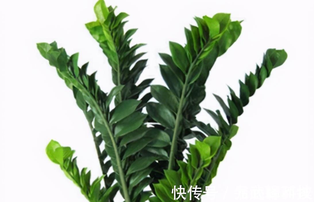 4种树,花开富贵“好兆头”,难得一见,看看你家有吗?