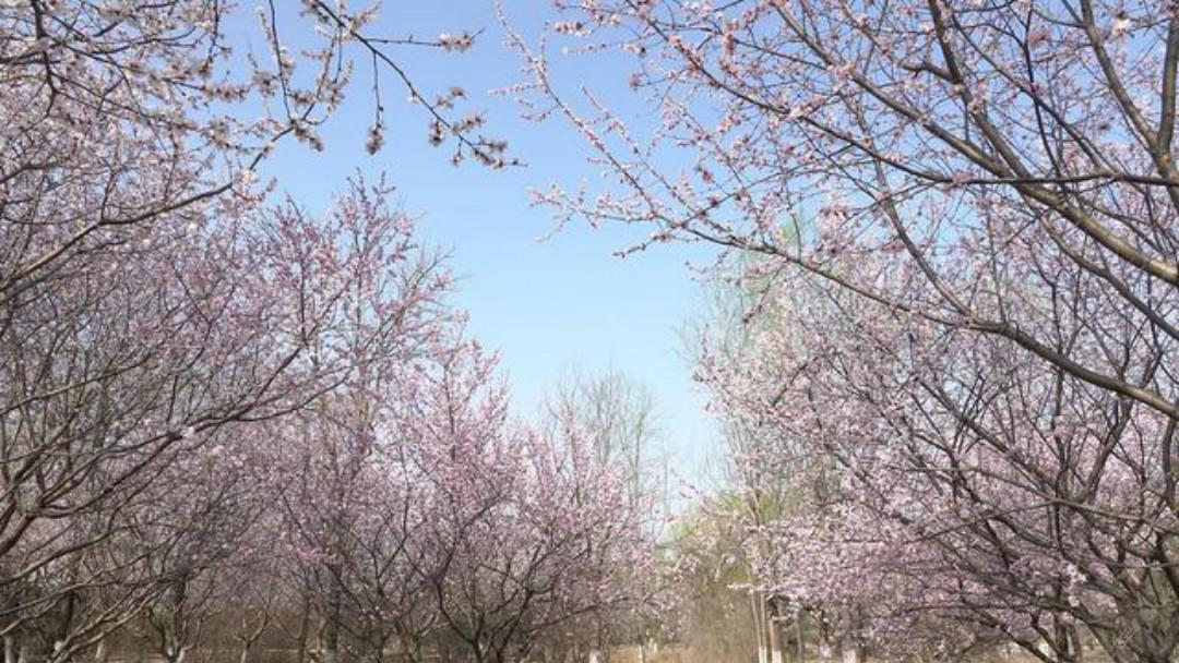 崔护#元好问一首高水平之作,每一句都另有所指,读来令人拍案叫绝