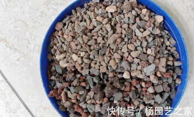 多肉|金枝玉叶长得不漂亮？做好这3点，轻松整容成靓盆景