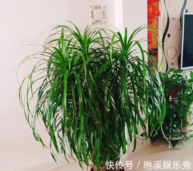 透气性|龙血树，植物中的“万岁爷”，很多人当普通绿植养，其实很珍贵