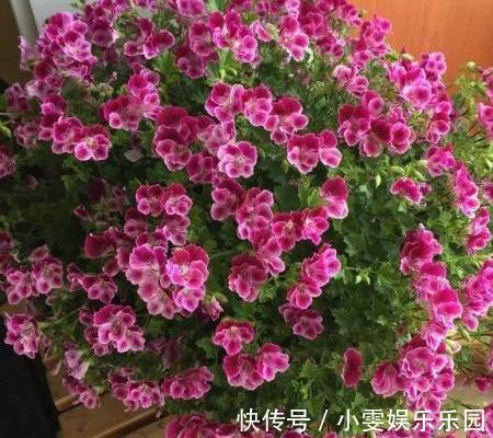 成活率|4种漂亮花,5月快扦插,20天生根,残枝别浪费
