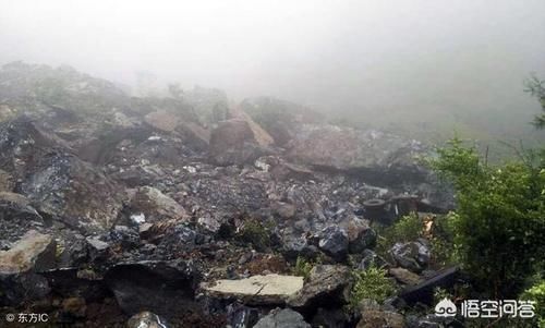 荒地|家里三亩荒地,种上香椿,十年后收木材做家具怎样?