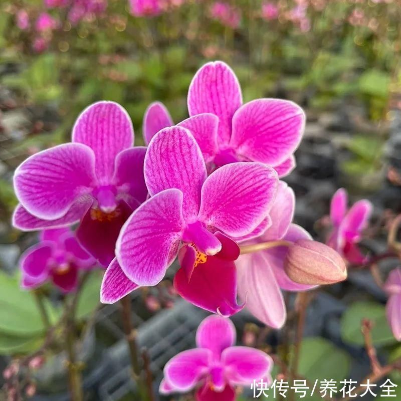 红火好养的“喜庆花”，现在买不吃亏，下个月价格翻两倍