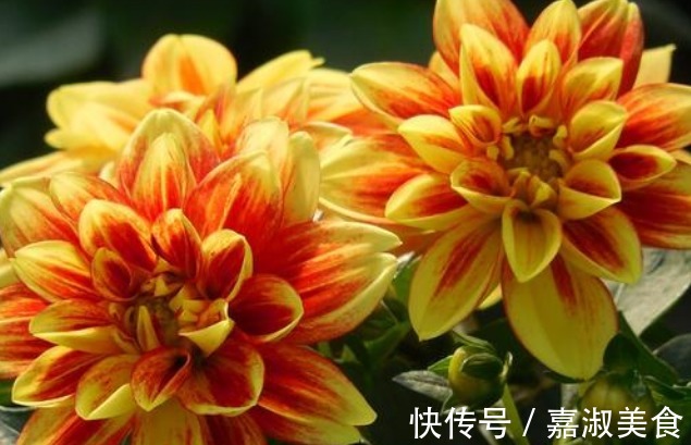 此花,被誉为“开花机器”,比芍药好看,比牡丹好养,花开180天