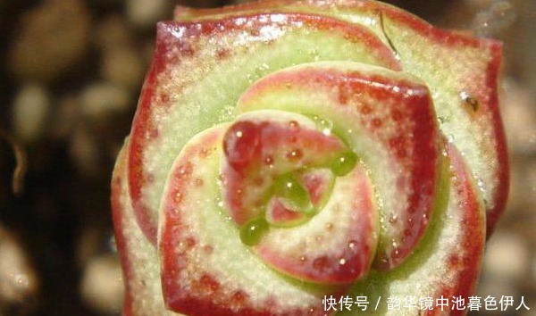 钱串子好看寓意友好,只要知道几点技巧,保证一养就爆盆