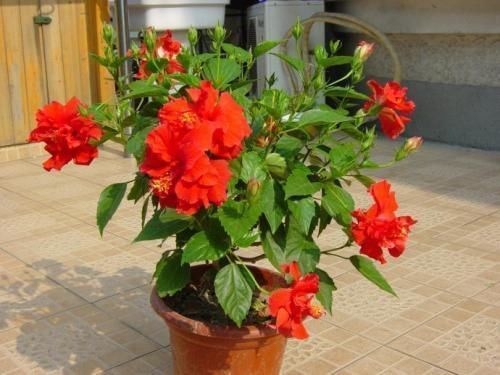 长寿|4种“花长寿”,一开花一整年,365天不间断,养一盆老划算