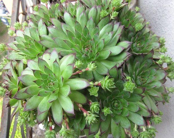 秋天养“观音莲”,别忘摘点芽繁殖,一棵变10棵,来年又长一大圈