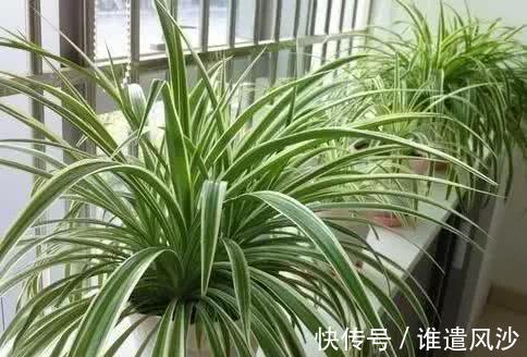 植物|家里养花，就选这些，品味高大上，好养又耐看