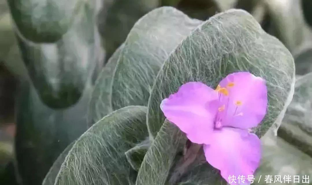 日本好听的植物名字 日本好听的植物名字