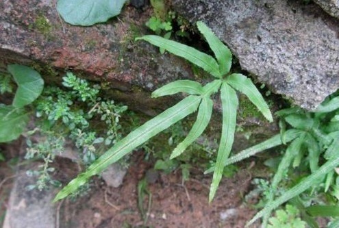 老水井|老水井边的这种草,人称八字龙,如今不多见,能抗癌,看到别乱拔