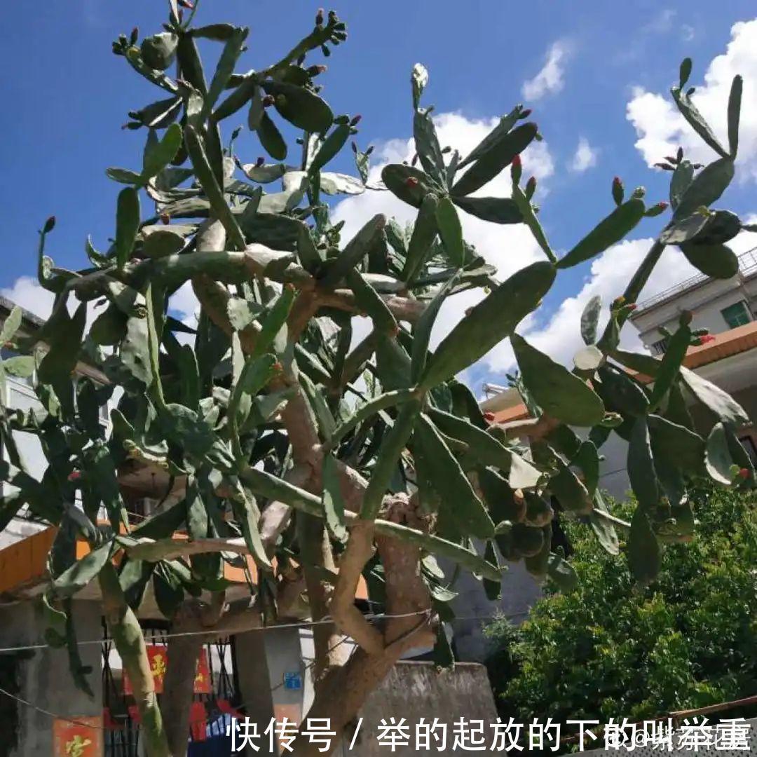 5种丑的难入眼的花，养客厅镇宅守家，越养越气派