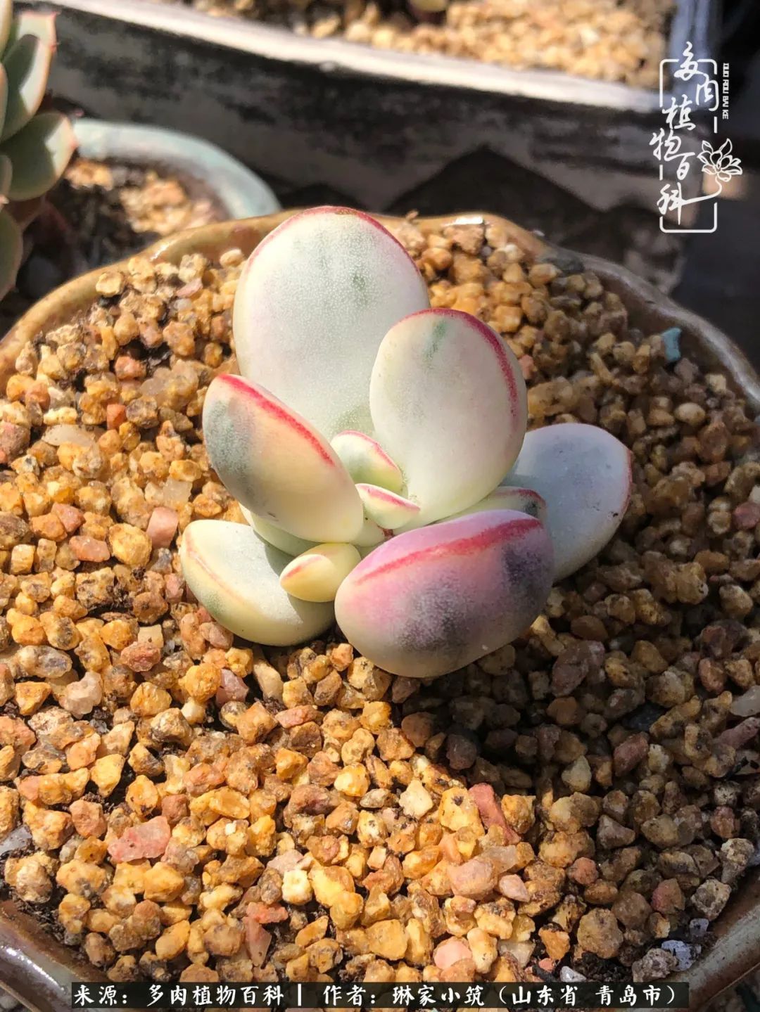 多肉|有史以来最厉害的一场寒潮，治好了我养多肉这些年的“坏毛病”