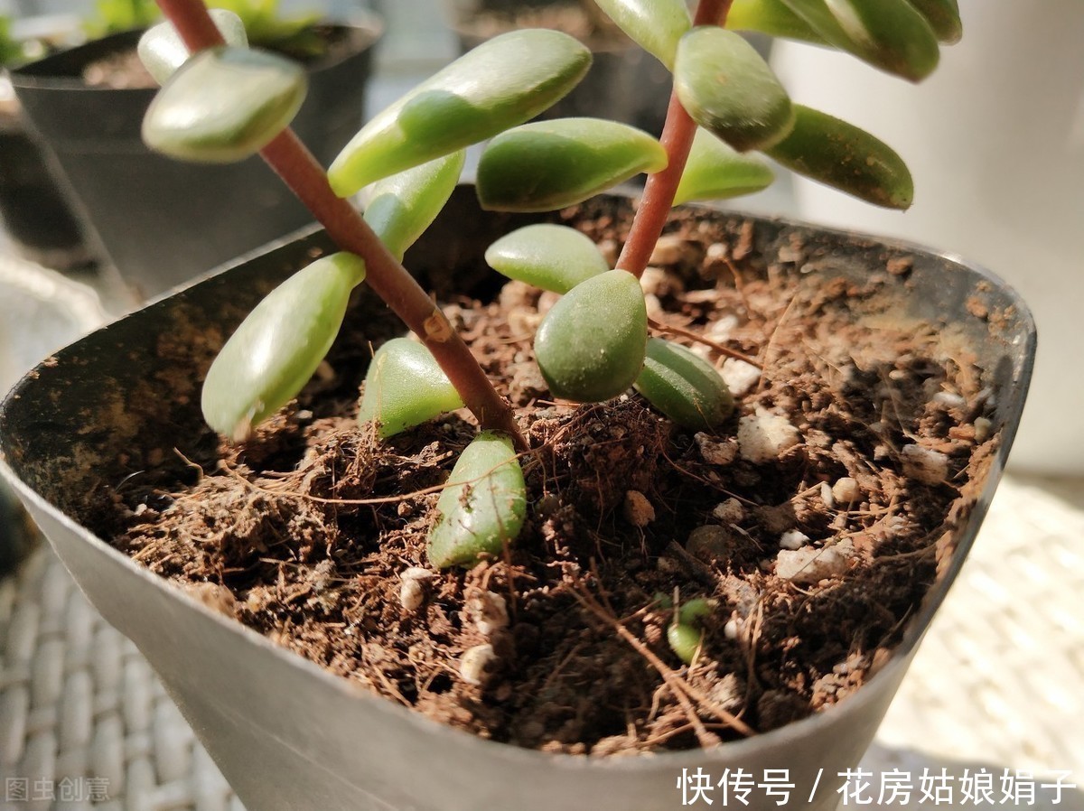 宁干|金枝玉叶浇水时，掌握好4个技巧，就能不黄叶，不烂根，枝繁叶茂