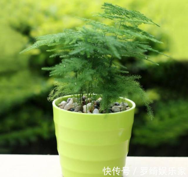 文竹|养盆文竹“困难户”,不发新芽不长个,改4个“毛病”一步窜新芽