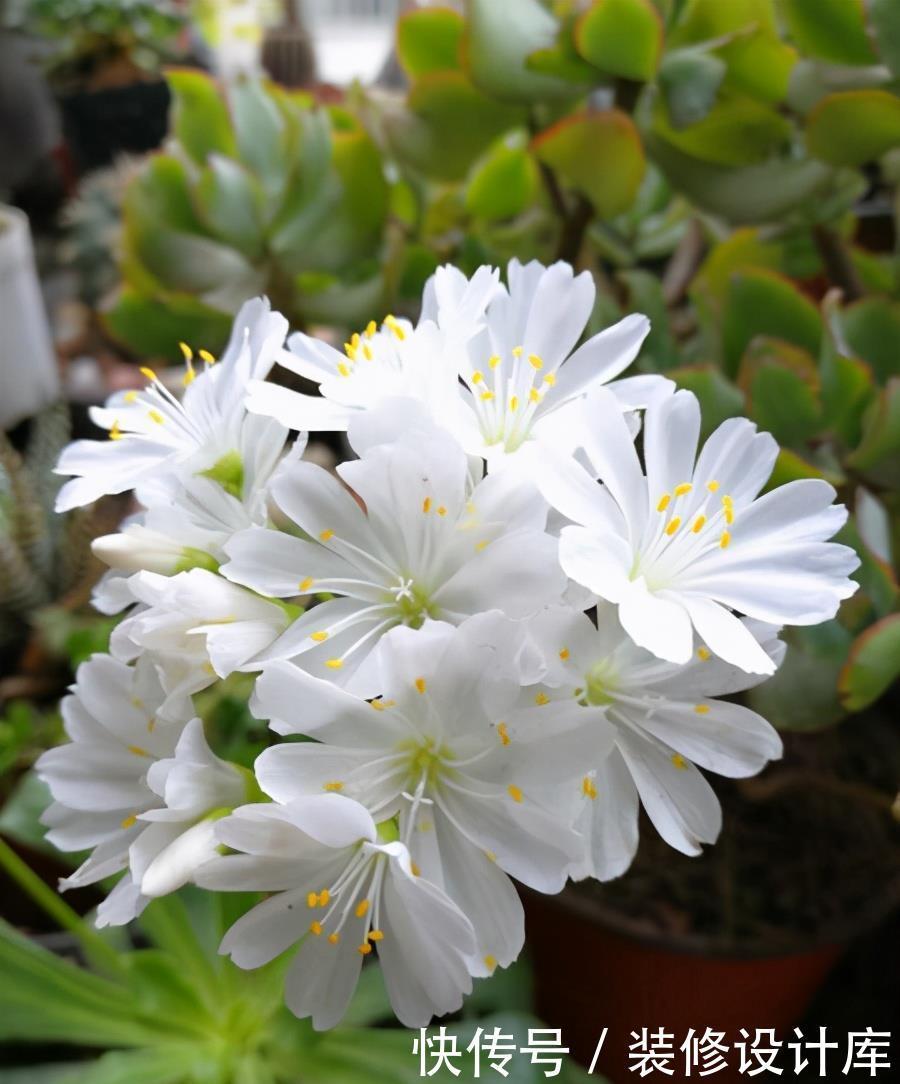 别急|多肉开花别急着剪,先养一养,不比多肉差