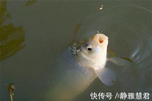 小鱼|秋末钓鲫鱼，子线用长还是用短这样选更科学，中鱼率飙升几倍