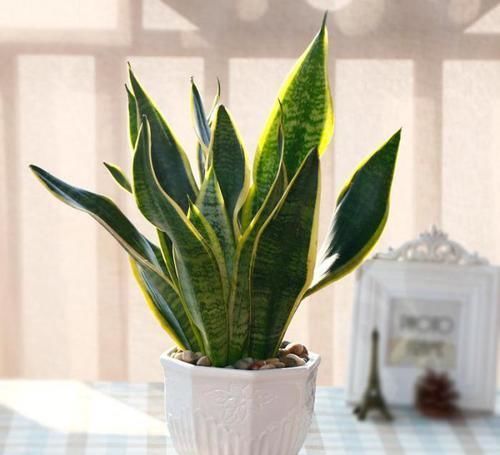 家里适合养什么花 以下几种花你家养的是哪种?