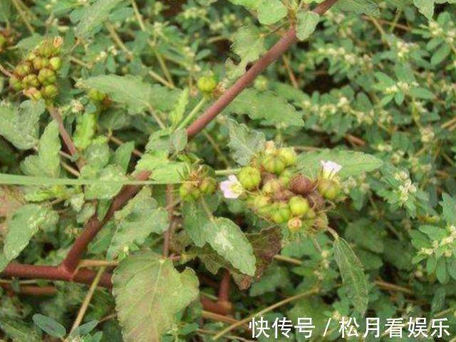 癣症|玉米地里长了一种天然“皮炎平”,专治各种皮肤病,遇到请珍惜!