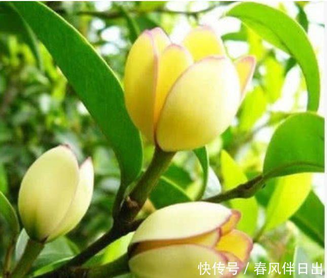 几款植物养在家里,好养易爆盆,是很好的家庭盆栽